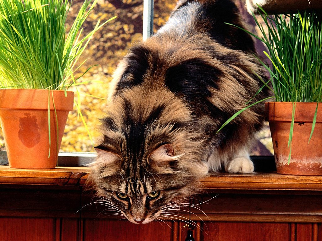 Silvia, Maine Coon